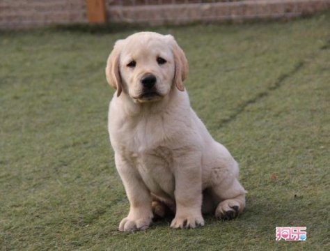 拉布拉多幼犬價格多少錢一只，純種的需要2000至3500元左右