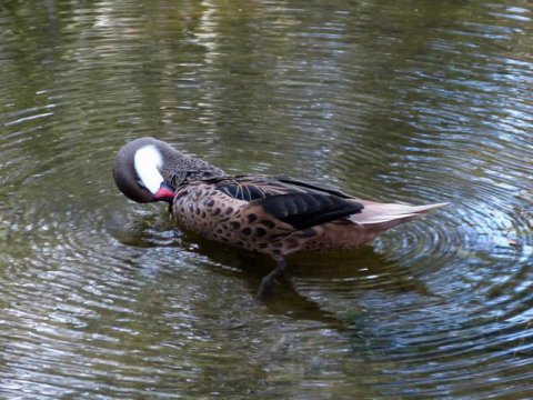 野鴨子是幾級保護動物