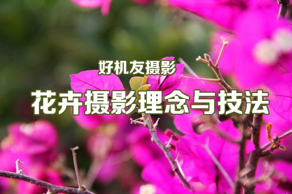 好機友攝影-花卉攝影理念與技法