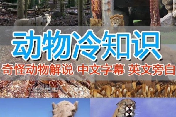 國外紀(jì)錄片解說（動物解說、美食、動畫片）